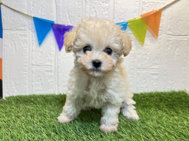 福島県のトイプードル(トイ) (アミーゴ郡山南店/2025年2月17日生まれ/女の子/クリーム)の子犬